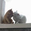 알콩달콩 이미지