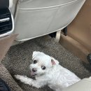 차암동물병원 이미지