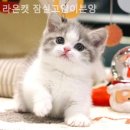 라온캣 잠실고양이분양 | 송파구 고양이 입양 어디서할까? 라온캣 잠실고양이분양 / 반려동물과 즐거운 생활
