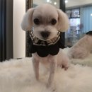 라니네 애견샵 이미지