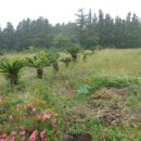 색달동-3 이미지