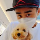 애견운동공원 이미지