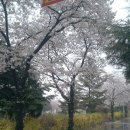 구미 벚꽃축제 이미지