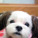 펫시스터즈 이미지