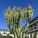 엘에이 가볼만 한 곳 그러나 먹을 곳은.. 10 places worth to visit in LA.