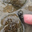 삼호로 31 앞 교통섬 | [대부도] 푸른섬캠핑장 ㅣ 대부도 바닷가 해루질도 가능 ㅣ 당일 캠핑 캠프닉