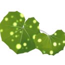 하모리-38 이미지