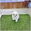 강아지분양 애견입양 아이러브독 인천점 이미지