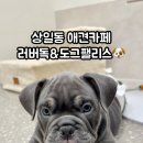 러버독 이미지