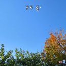 고목나무 이미지