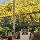 중남부 수도사업소 | 대구 목향장미 명소 카페 [큐바이쿼트] 개화 현황, 주차