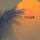 마리살롱 | 갈현동 연신내미용실 추천 마리살롱 전체탈색 외국아기머리 염색 후기 (수정실장님)