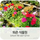 석부농장 | [광주시 봄 가볼 만한 곳] 봄이 성큼 찾아온 퇴촌식물원