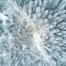 천상의 나무 이미지