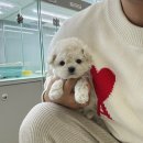 데일리독 | 의정부 애견샵 데일리독 다녀온 귀여움 폭발 후기 :)