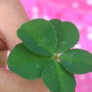 클로바농장 이미지