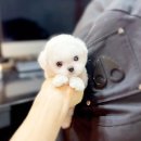 (주)성화메디칼 | 분당강아지분양 판교애견분양