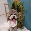 마미몽 펫샵 이미지