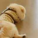 낙성닭강정 이미지