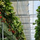 삼오농장 이미지