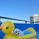 라비앙펜션 | 경주 감포 애견동반 펜션 추천🐶경주 라비앙로즈펜션 내돈내산 후기(해수욕장 인근,풀빌라)