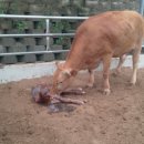 반갑소농장 이미지