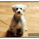 Tophandler 네이버블로그