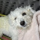 24시 라움동물의료센터 | 평택 24시라움동물의료센터 강아지 환축추 아탈구(AAI)수술