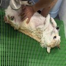 댕이샤워 이미지