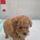 개린이집 강아지분양 고양이분양 전주본점 이미지