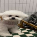 멍냥펫살롱 이미지