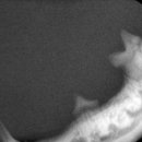 아쿠아 종합동물병원 이미지