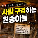 열차와 하루 | 오사카에서 열차 40분 근교여행 아라시야마 원숭이공원 후기