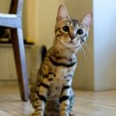 고양이다락방 이미지