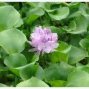 8월 15일 부레옥잠 (Floating water hyacinth) 이미지