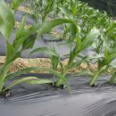 둔내농장 이미지