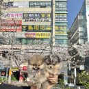 강아지분양 고양이분양 포근퍼피 | 영도강아지분양, 테일러퍼피에서 분양 받았어요