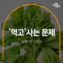 피그리프 스튜디오