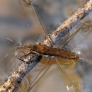 소금쟁이 이미지