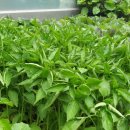 흥농농장 이미지