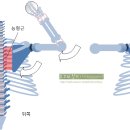 [피칭에 사용되는 근육의 메카니즘 16] 팔힘 던지기 졸업을 위한 견갑골 장전 체조 이미지