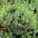 한라산천연보호구역 이미지