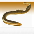 칠성장어 이미지