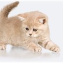 24시 나음동물의료센터 이미지