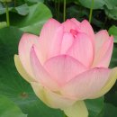 연꽃세상 이미지