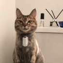 나만 없어 고양이 이미지