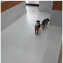 미키애견 이미지