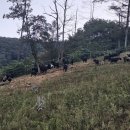 알콩달콩 흑염소 이미지