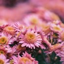 스파펜션엘라고 이미지