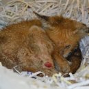 여우사람 이미지